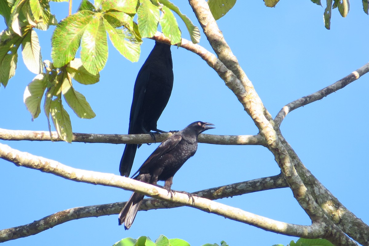 Giant Cowbird - ML618656931