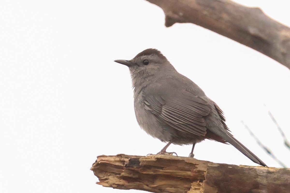 Gray Catbird - ML618656936