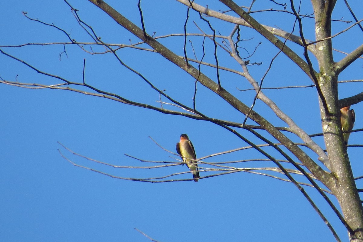 Southern Rough-winged Swallow - ML618656938