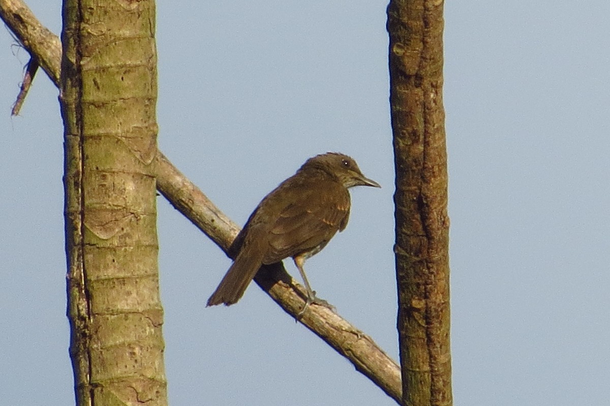 Black-billed Thrush - ML618656949