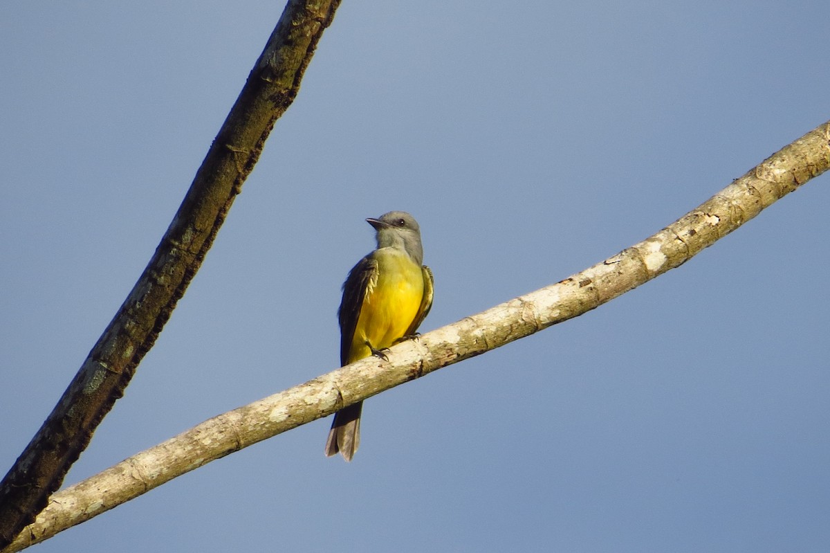 Tropical Kingbird - ML618656956