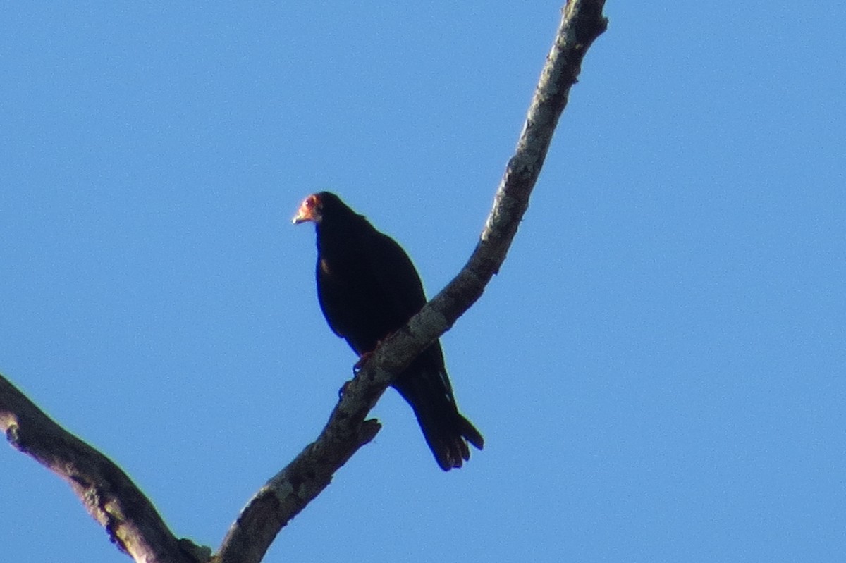 Black Caracara - Gary Prescott