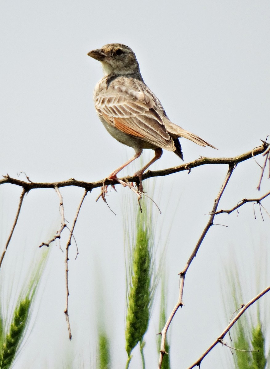 Bengal Bushlark - ML618656982