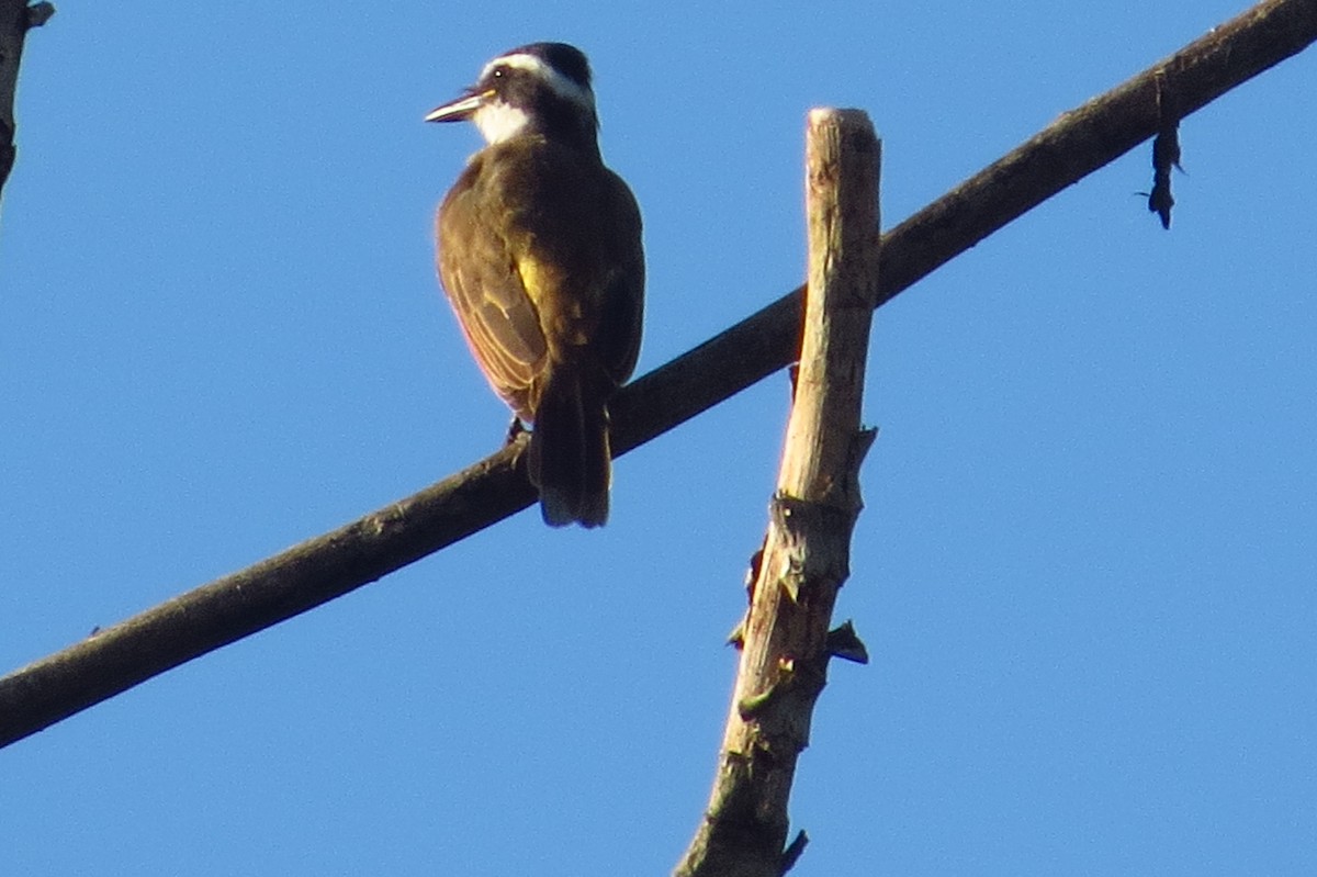 Great Kiskadee - ML618656984