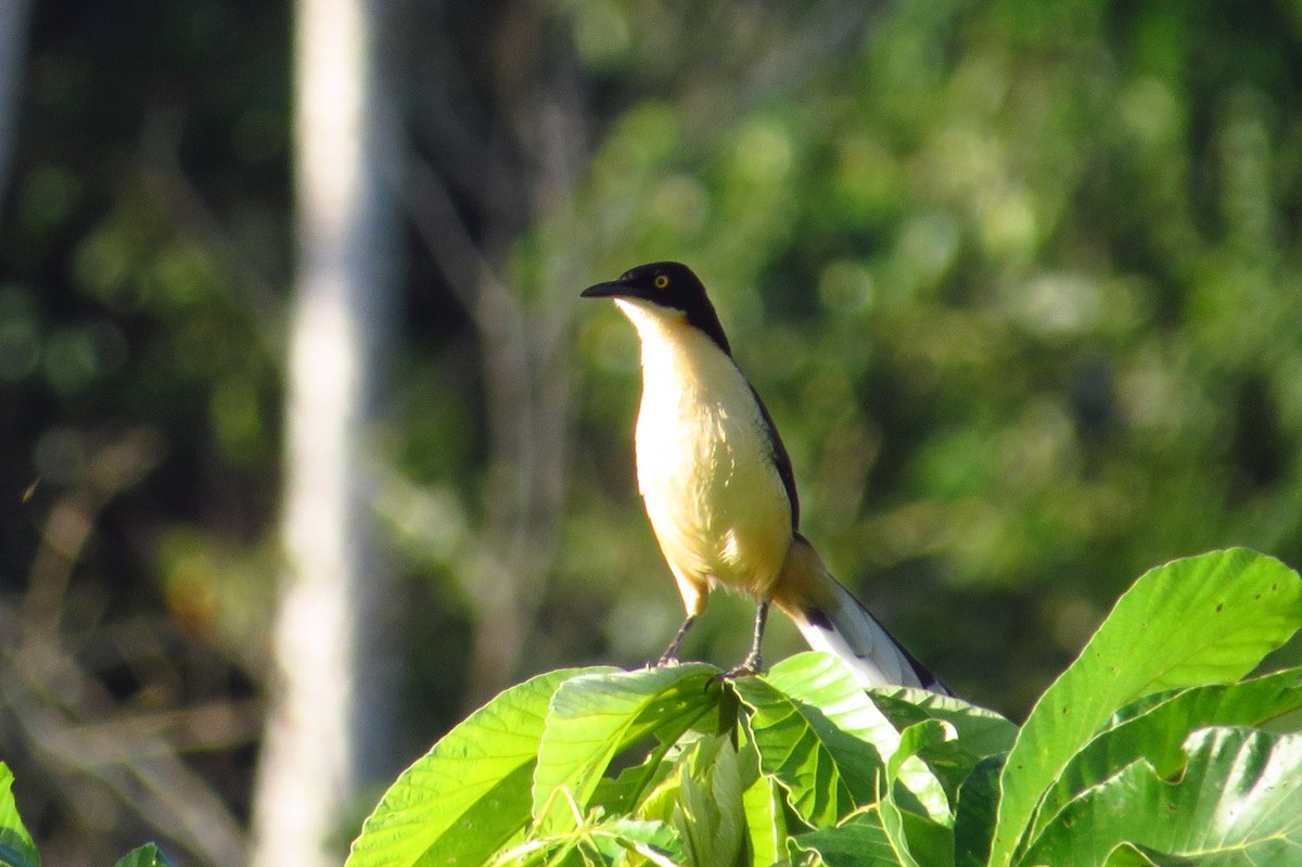 Black-capped Donacobius - ML618656999