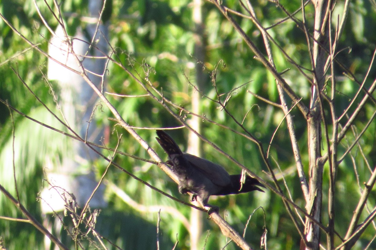 Purplish Jay - Gary Prescott