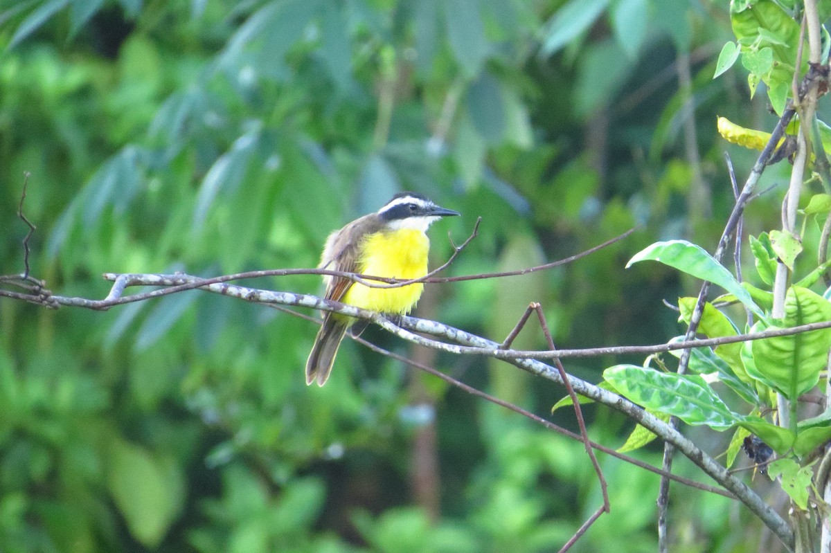 Lesser Kiskadee - ML618657004