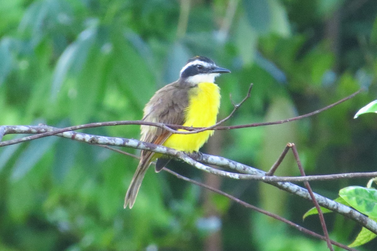 Lesser Kiskadee - ML618657013