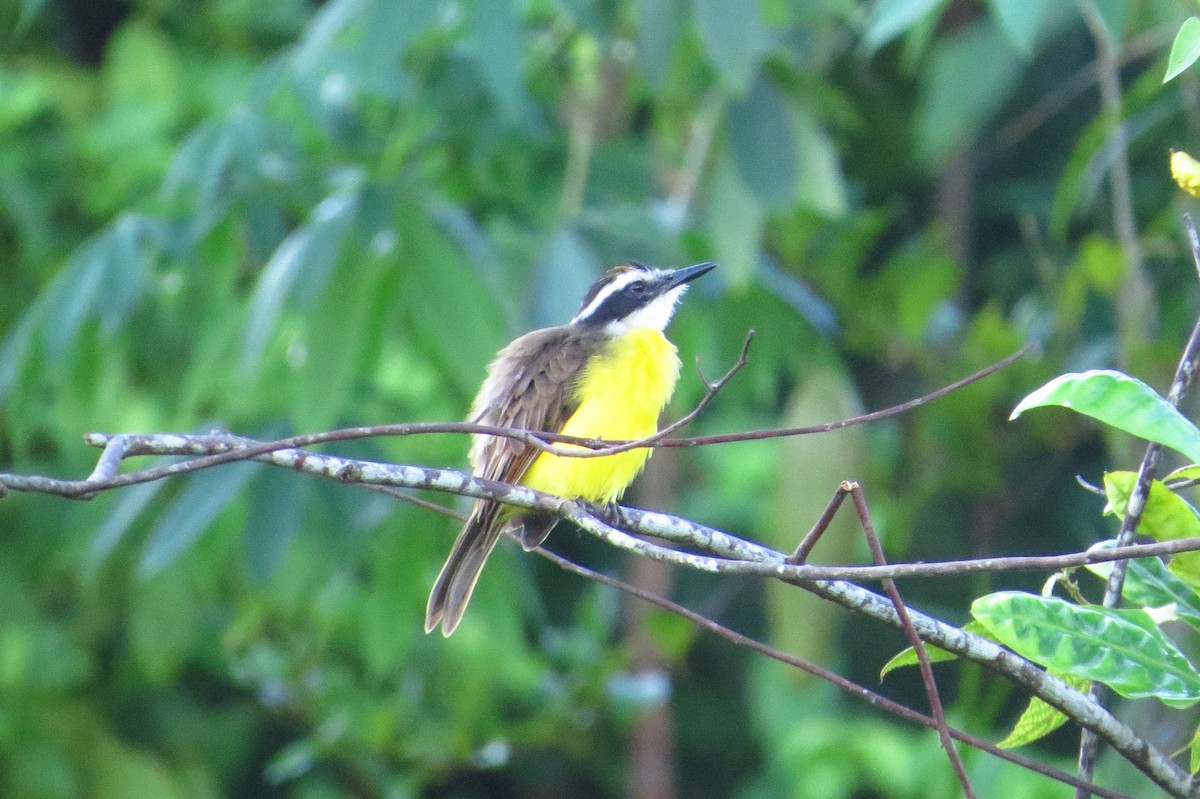 Lesser Kiskadee - Gary Prescott