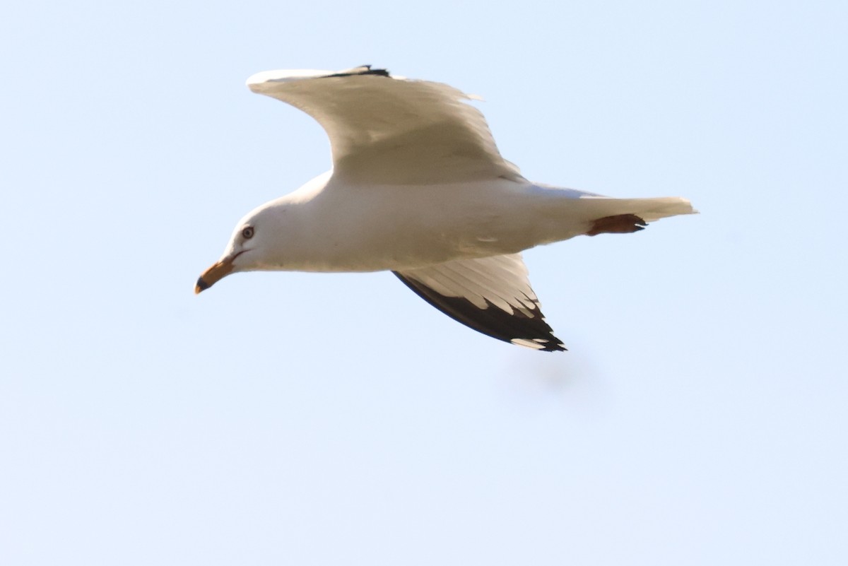 Ring-billed Gull - Ian Somerville