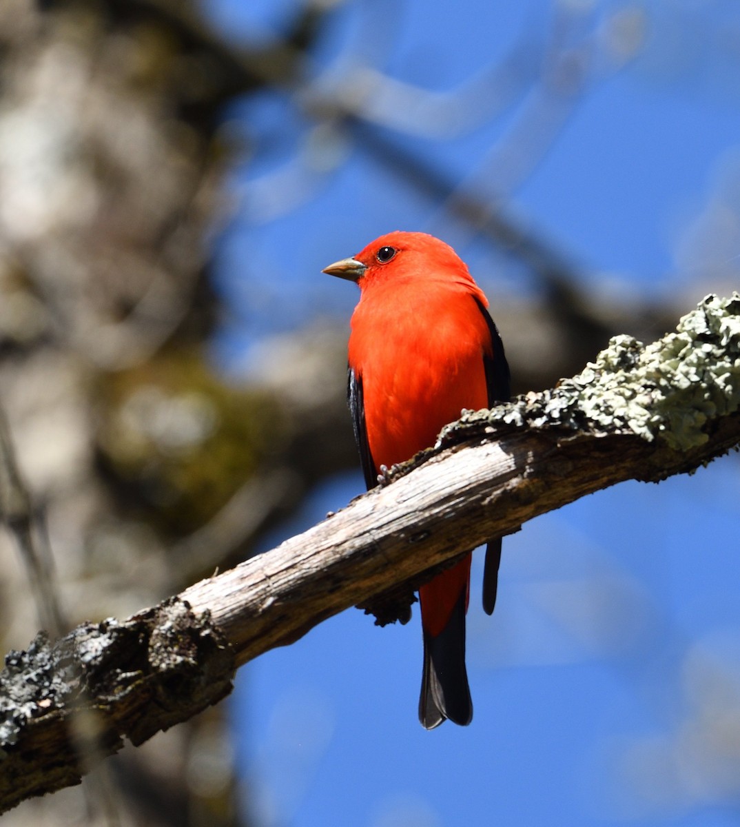Scarlet Tanager - ML618657030