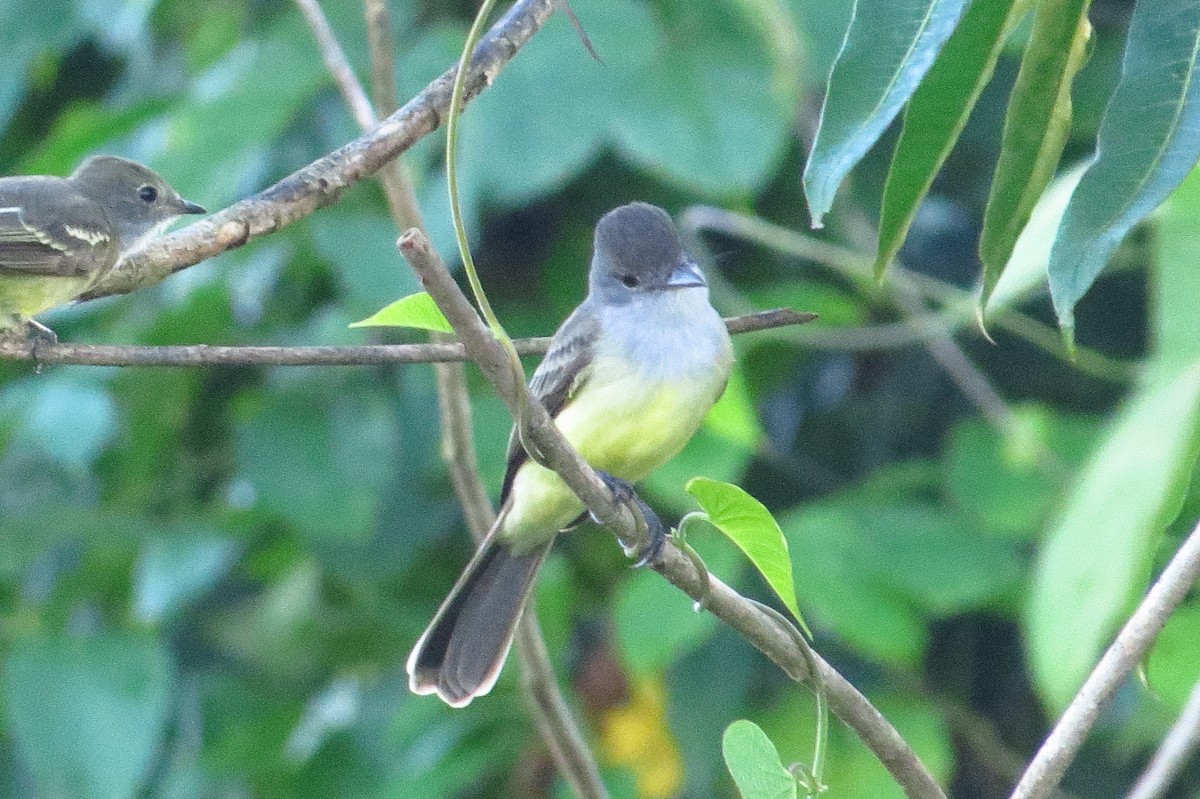 Small-billed Elaenia - ML618657031