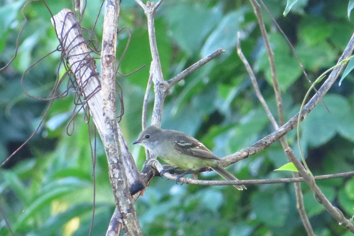 Small-billed Elaenia - ML618657033