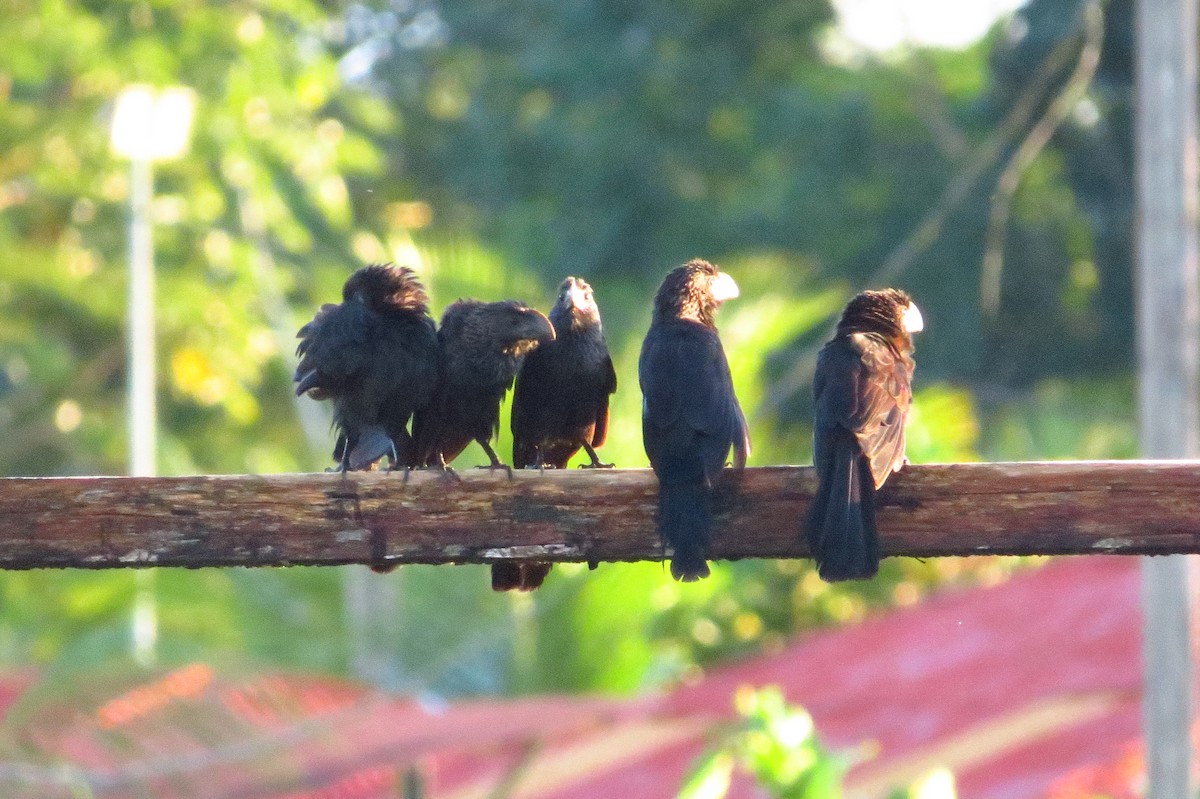 Smooth-billed Ani - Gary Prescott