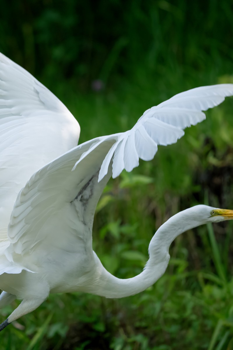 Great Egret - ML618657050