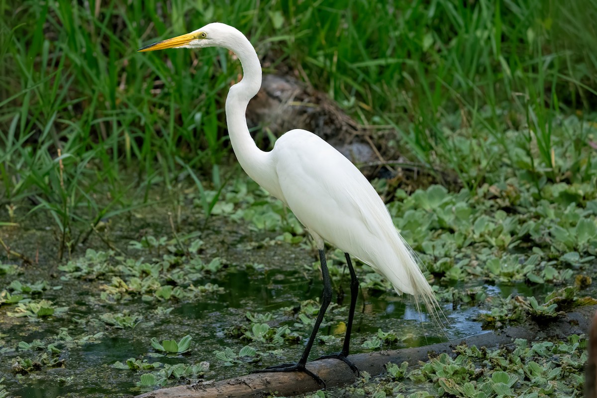 Great Egret - ML618657052