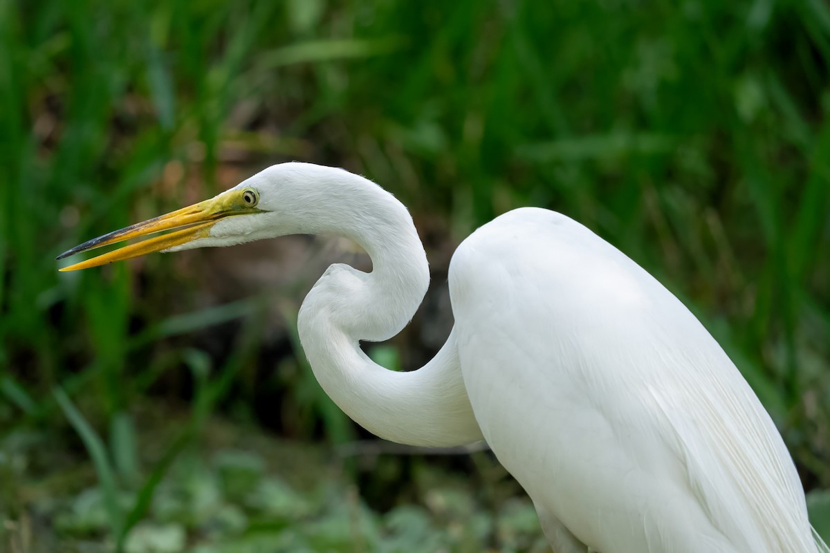 Great Egret - ML618657053