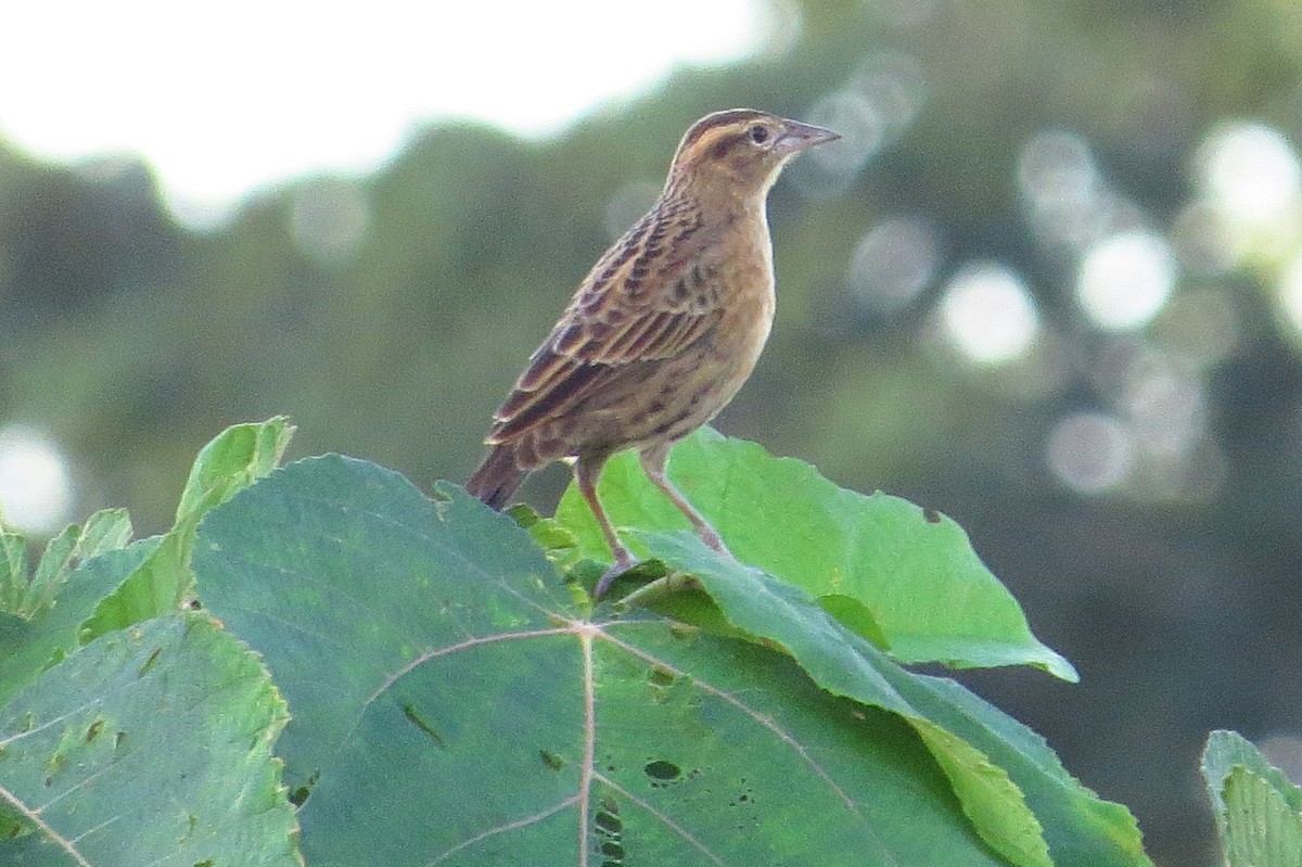 Red-breasted Meadowlark - ML618657056