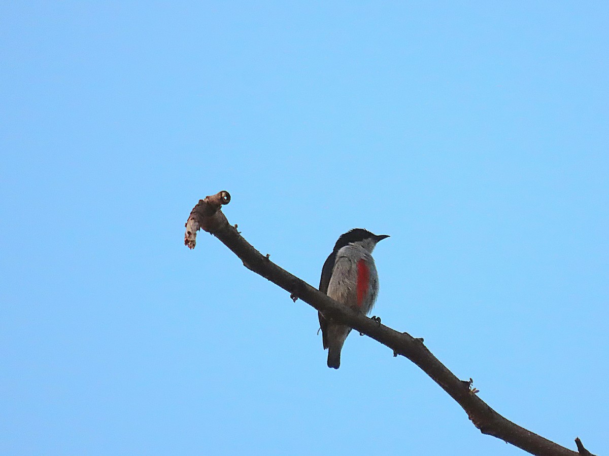 Red-keeled Flowerpecker - Eloise Martinez