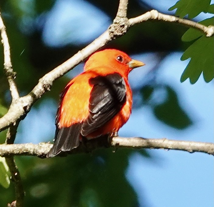 Scarlet Tanager - ML618657062