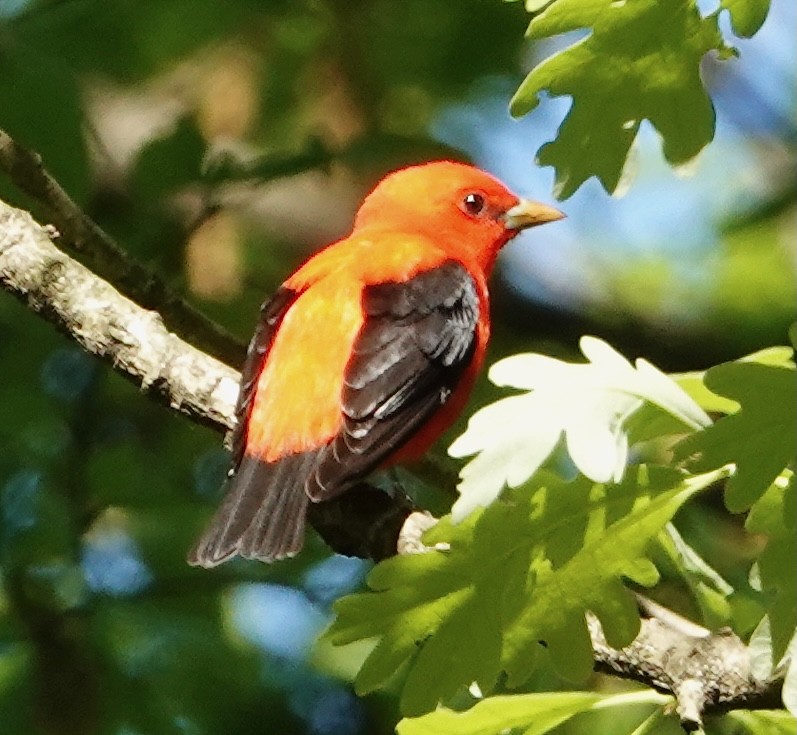 Scarlet Tanager - ML618657063