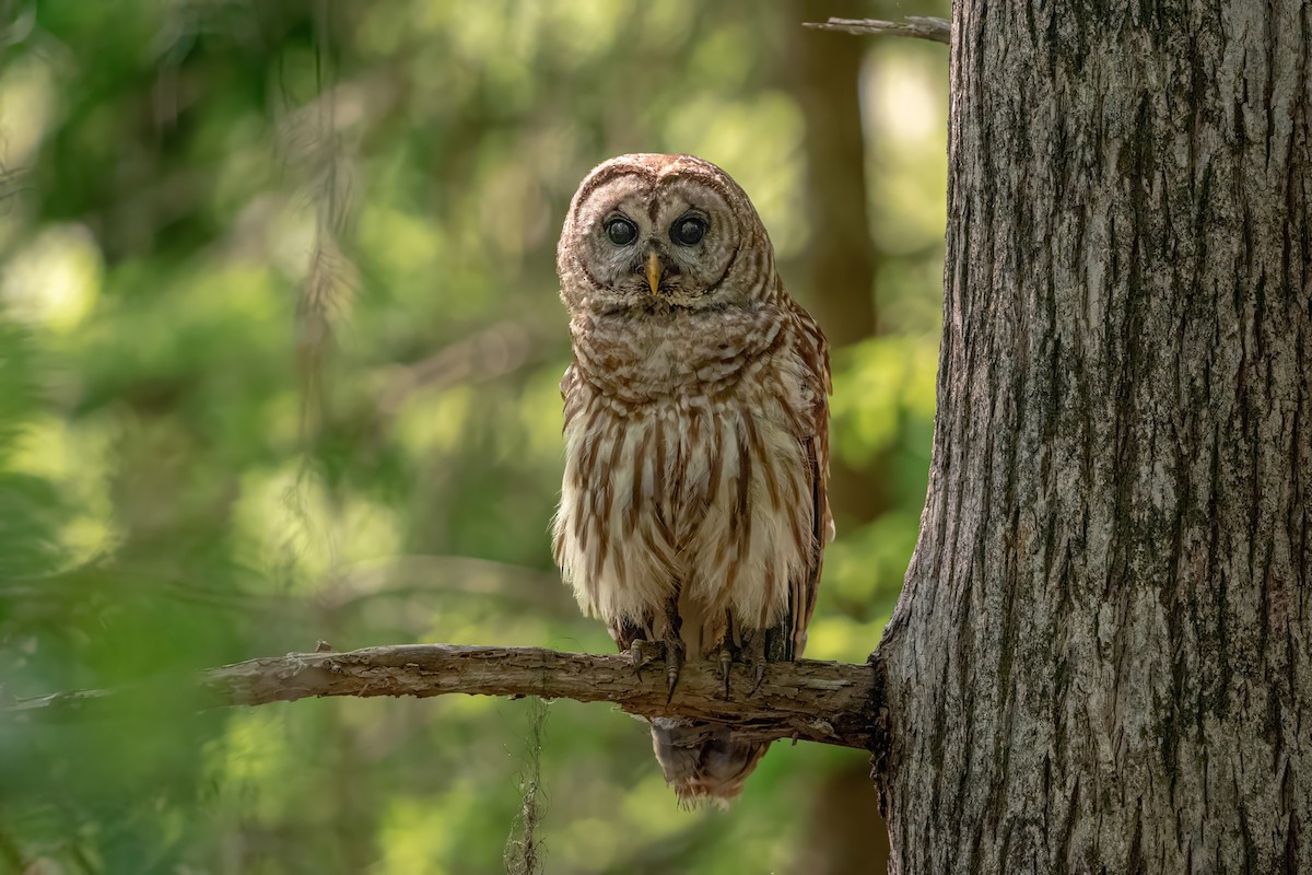 Barred Owl - ML618657065