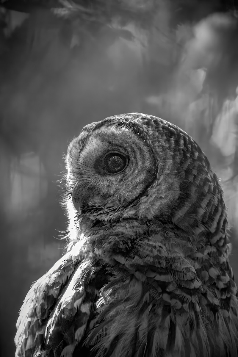 Barred Owl - ML618657068