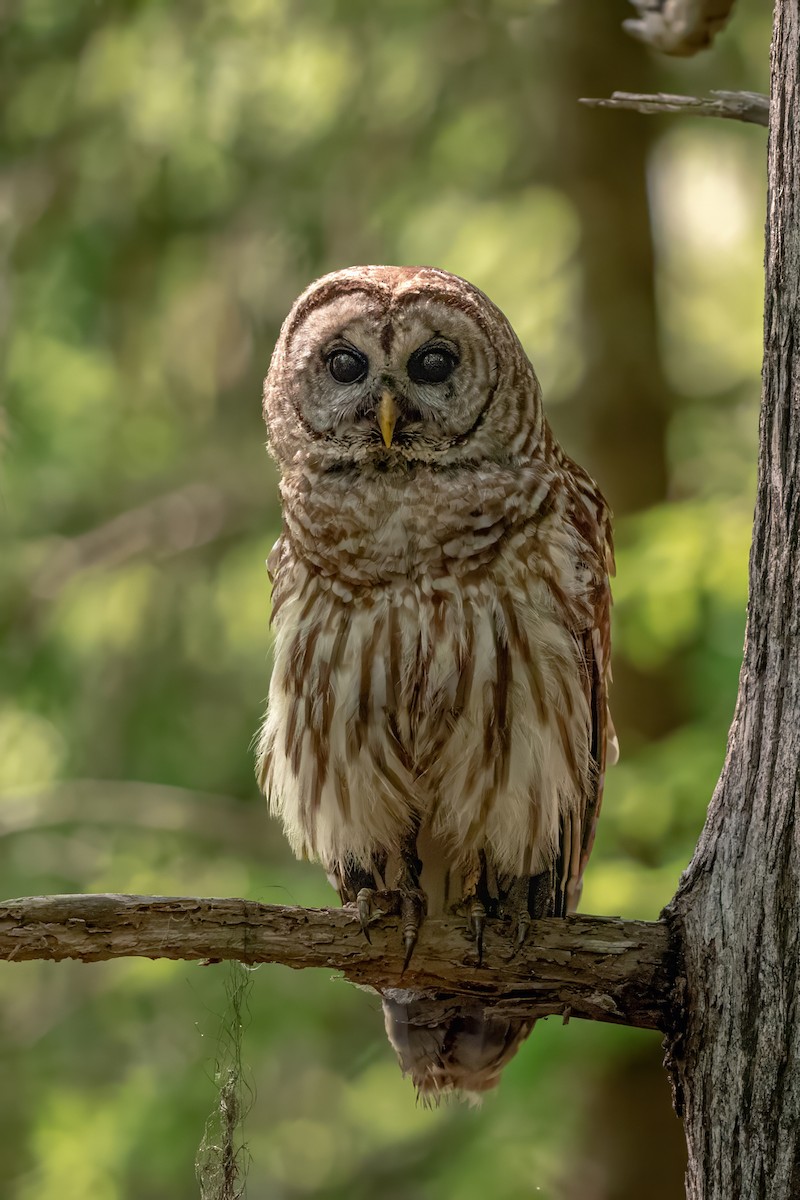 Barred Owl - ML618657069