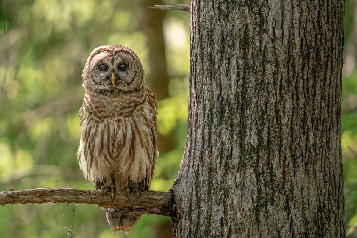 Barred Owl - ML618657070