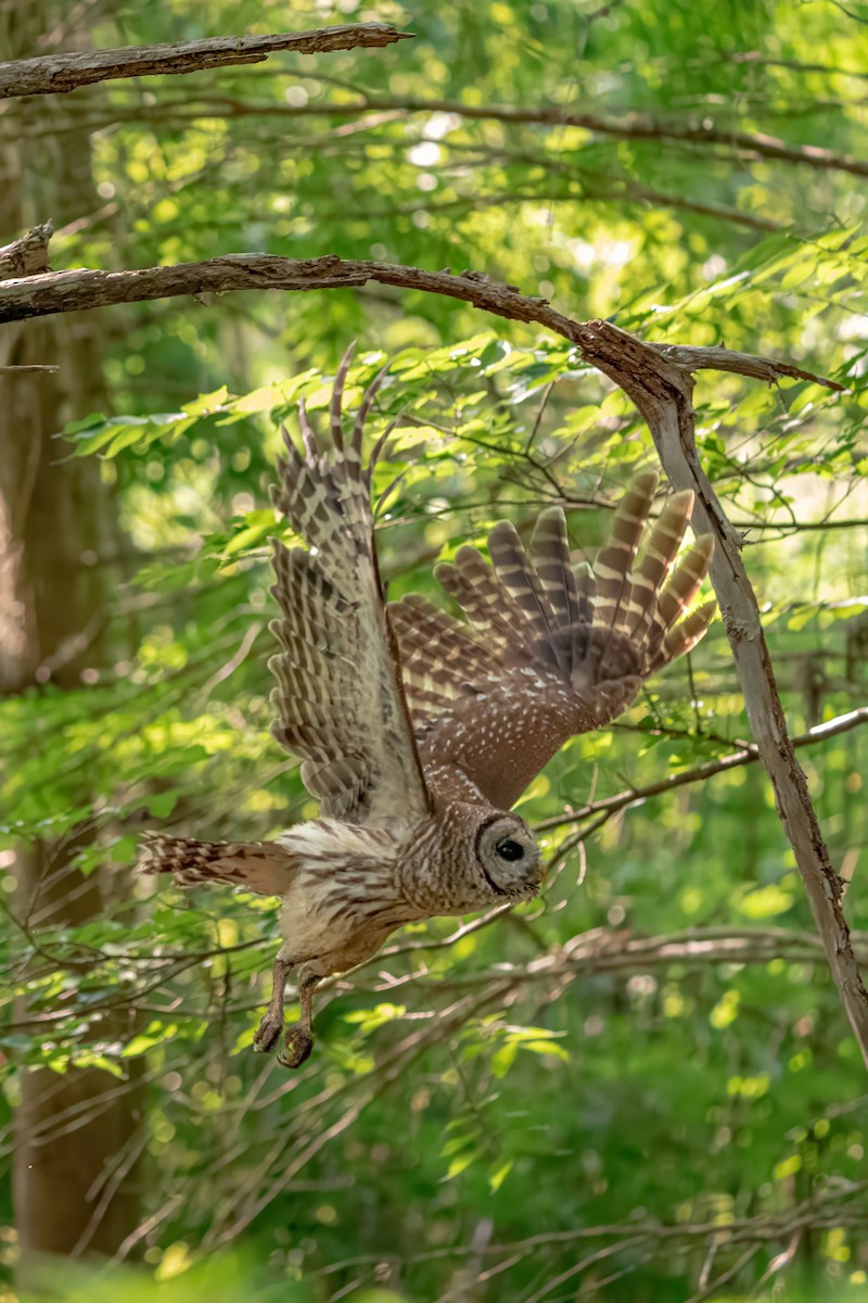 Barred Owl - ML618657071