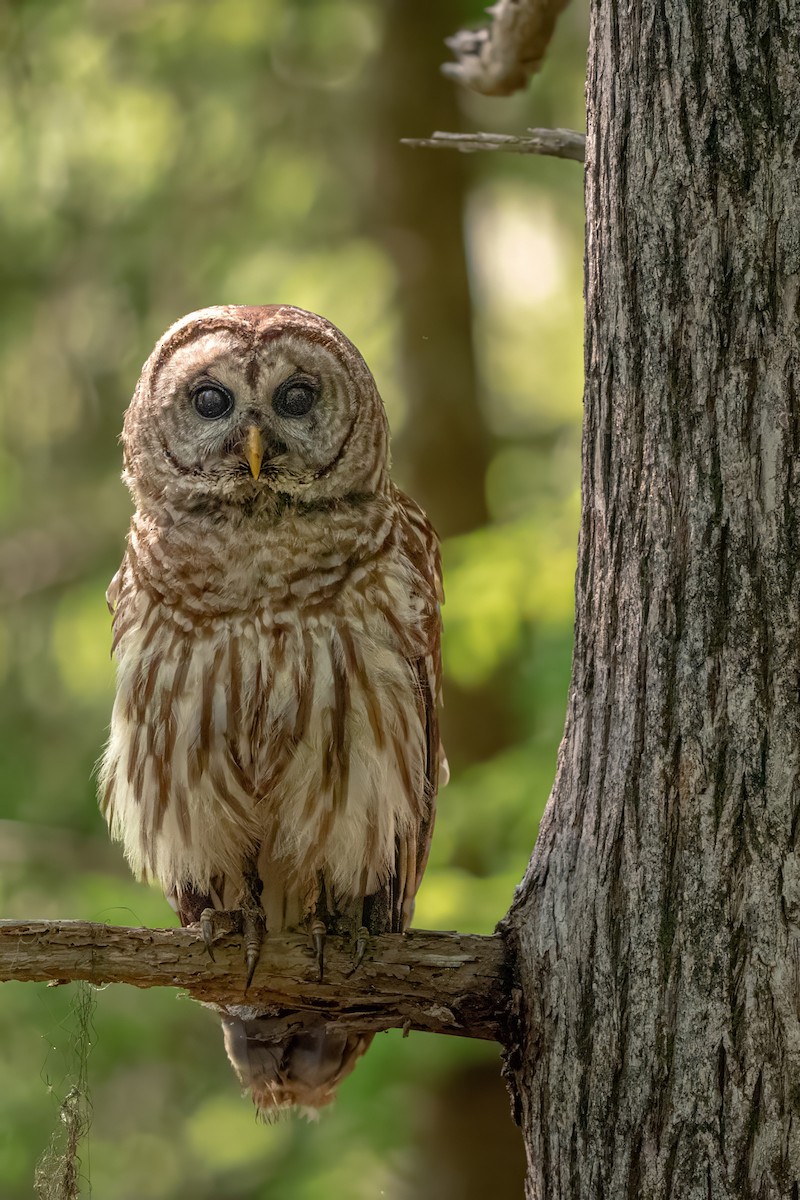 Barred Owl - ML618657072