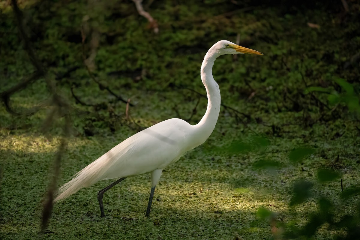 Great Egret - ML618657075