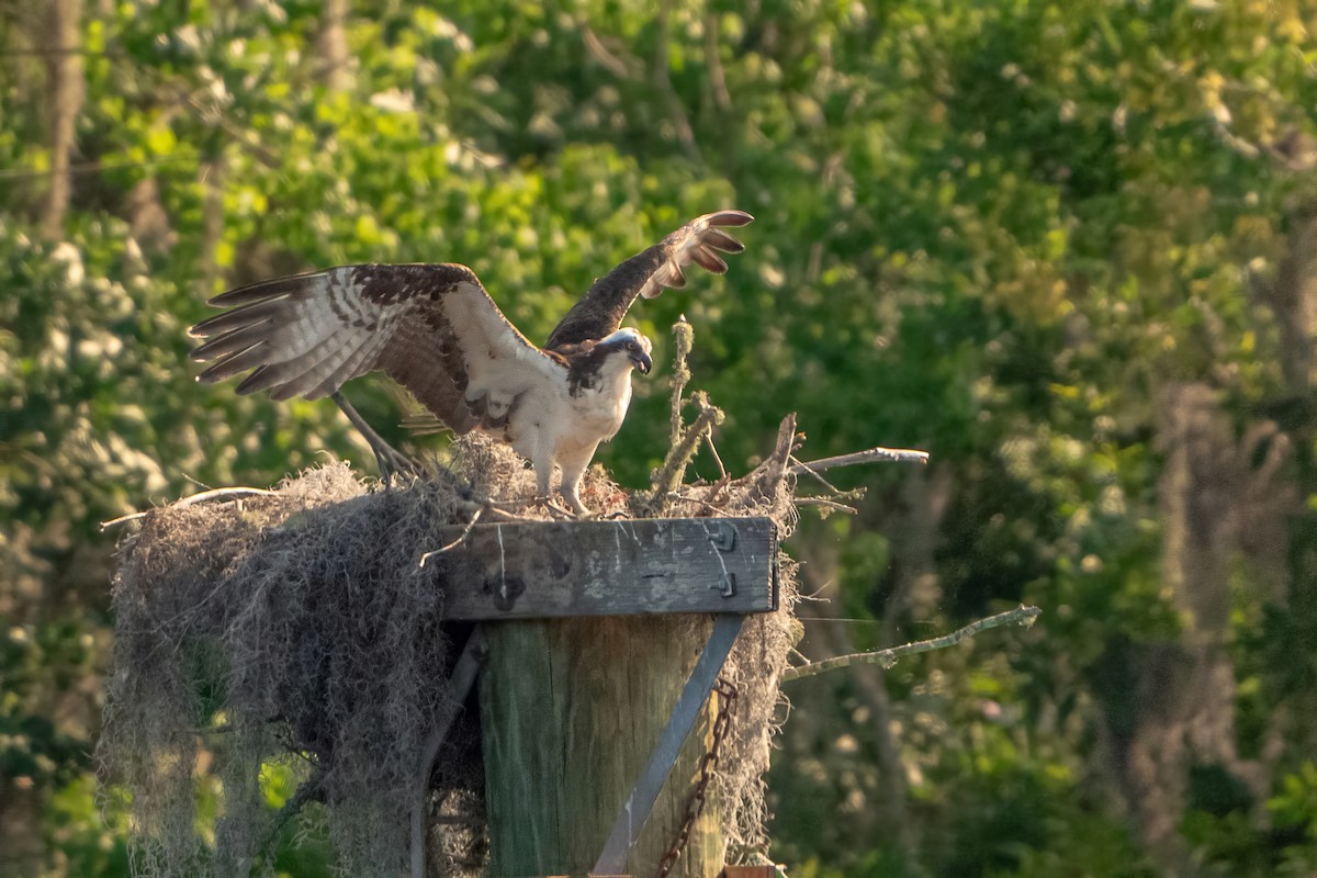 Osprey - ML618657078