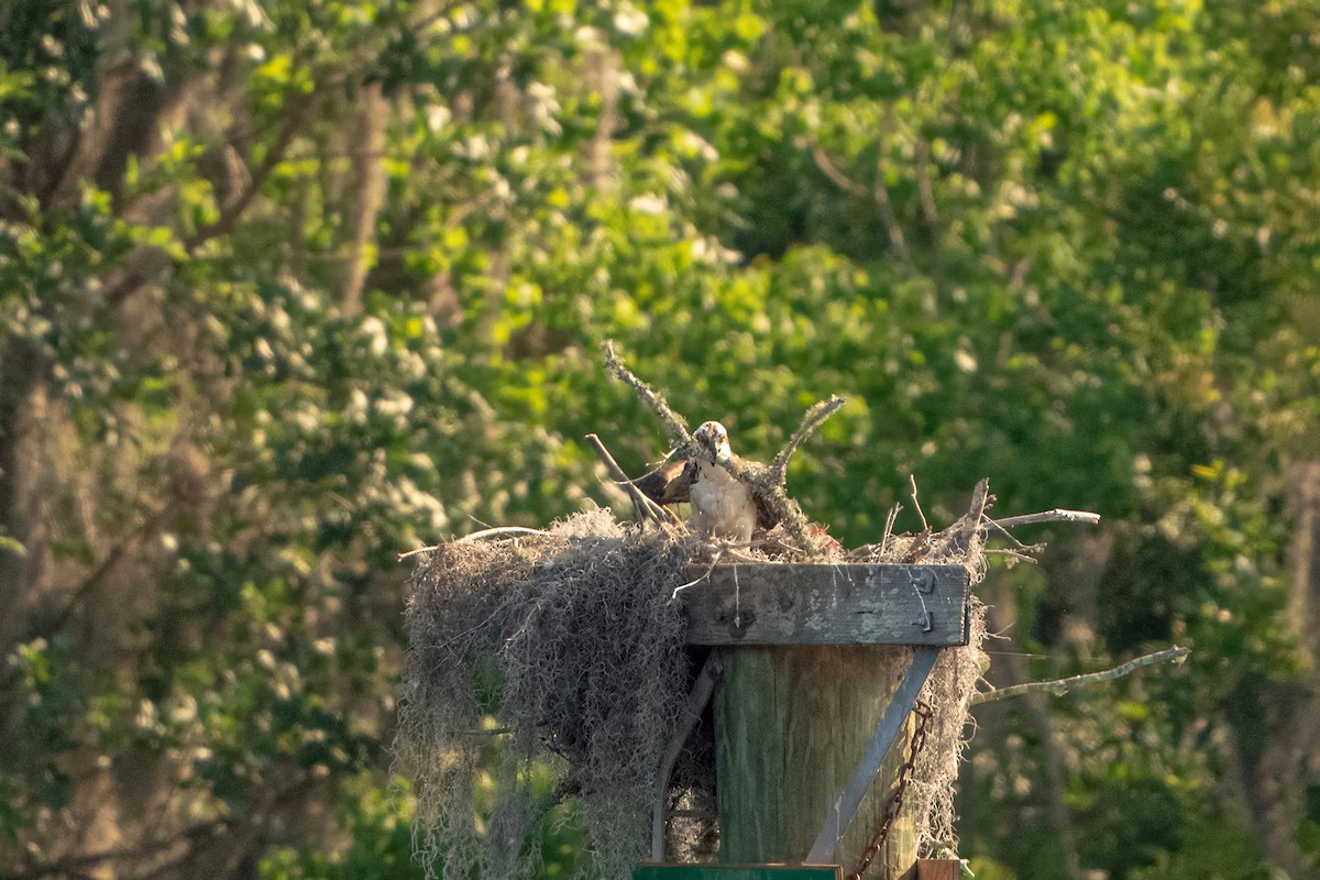 Osprey - ML618657081