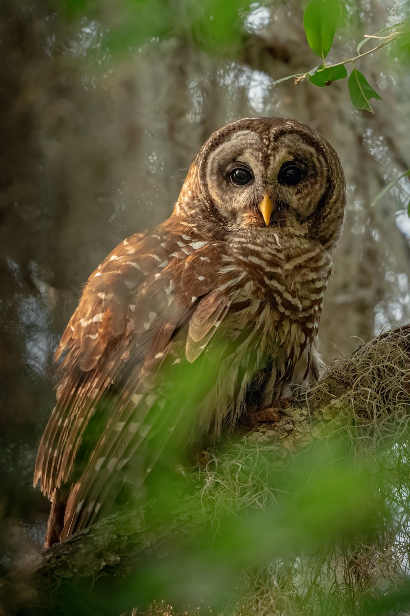 Barred Owl - ML618657092