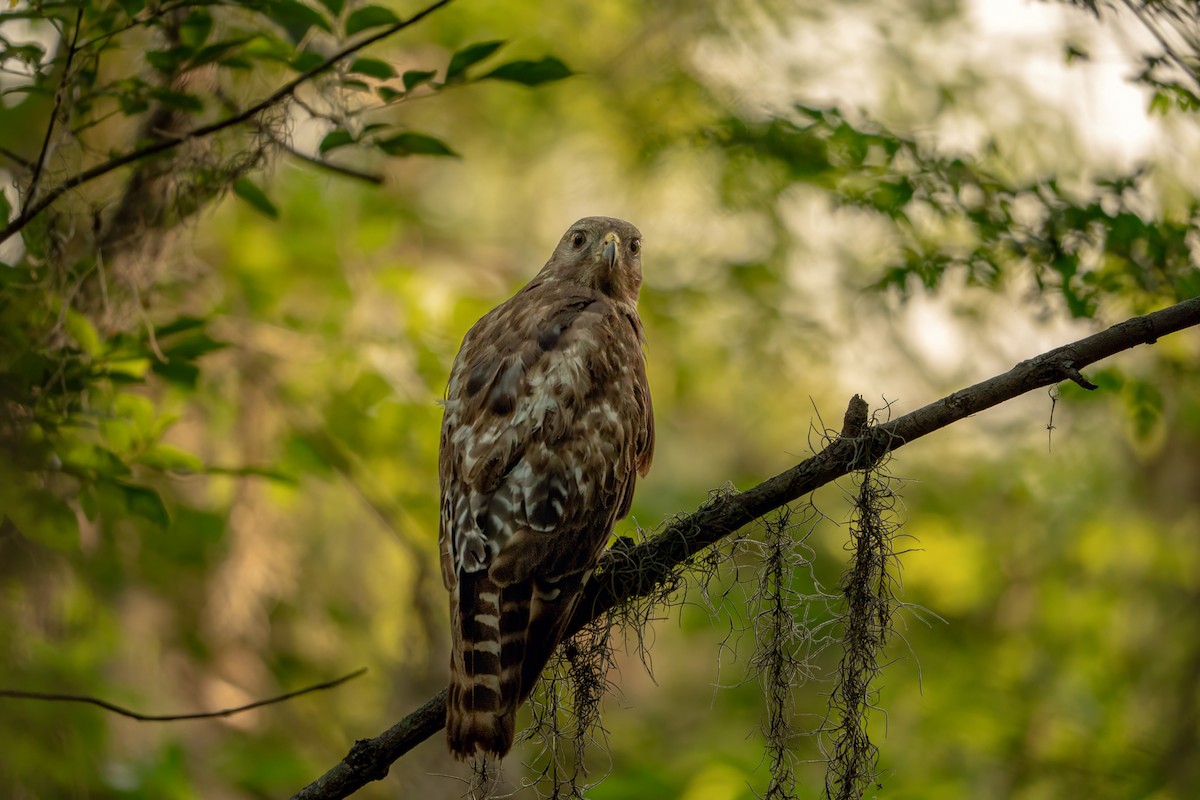 Red-shouldered Hawk - ML618657095