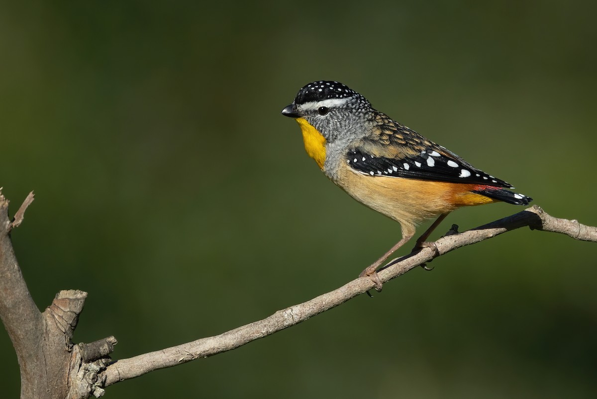Spotted Pardalote - David Ongley