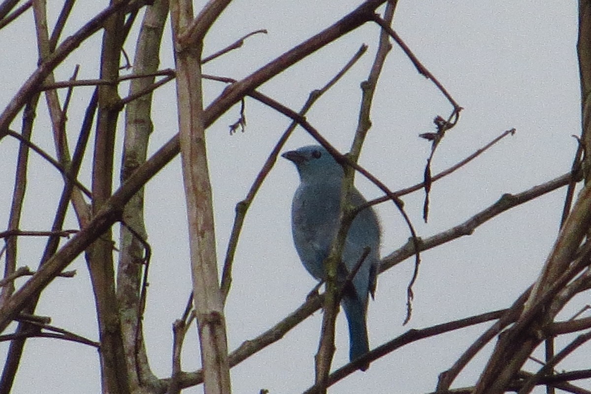 Blue-gray Tanager - Gary Prescott