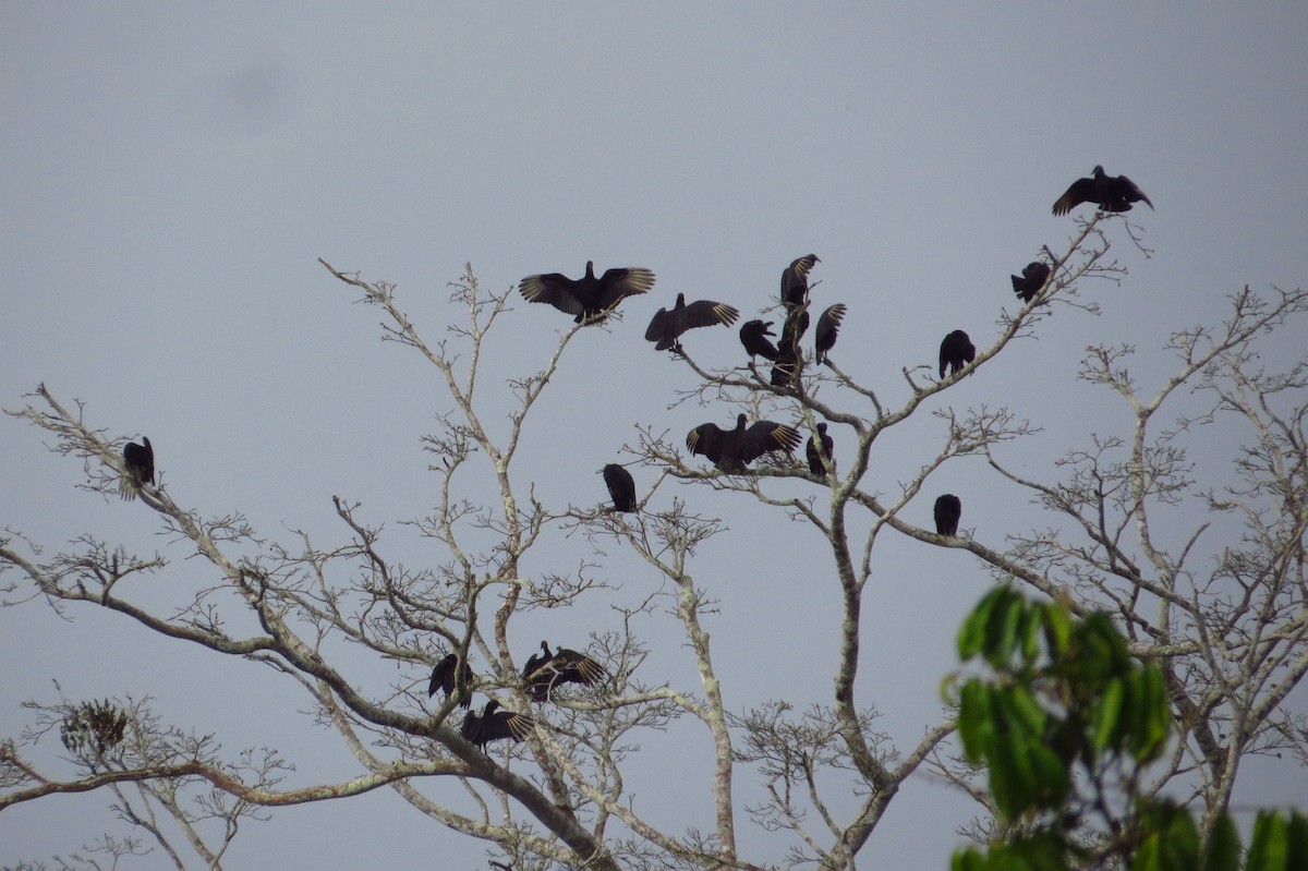 Black Vulture - ML618657129