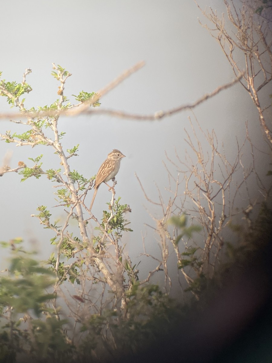 Brewer's Sparrow - ML618657176