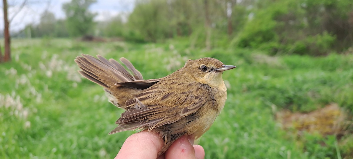 Common Grasshopper Warbler - Michal Javůrek ml.