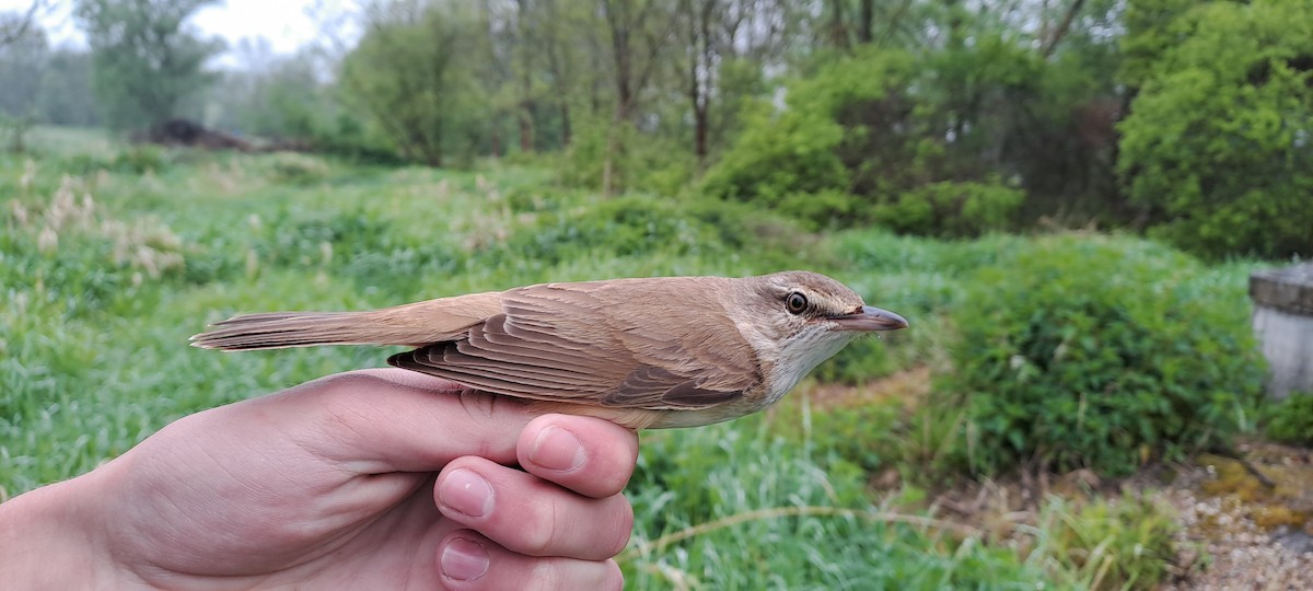 Great Reed Warbler - Michal Javůrek ml.