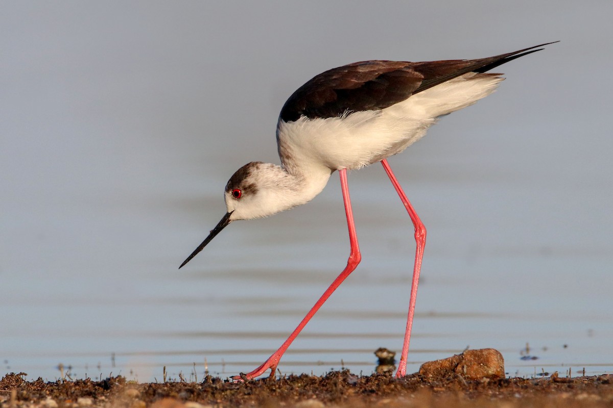 Black-winged Stilt - ML618657204