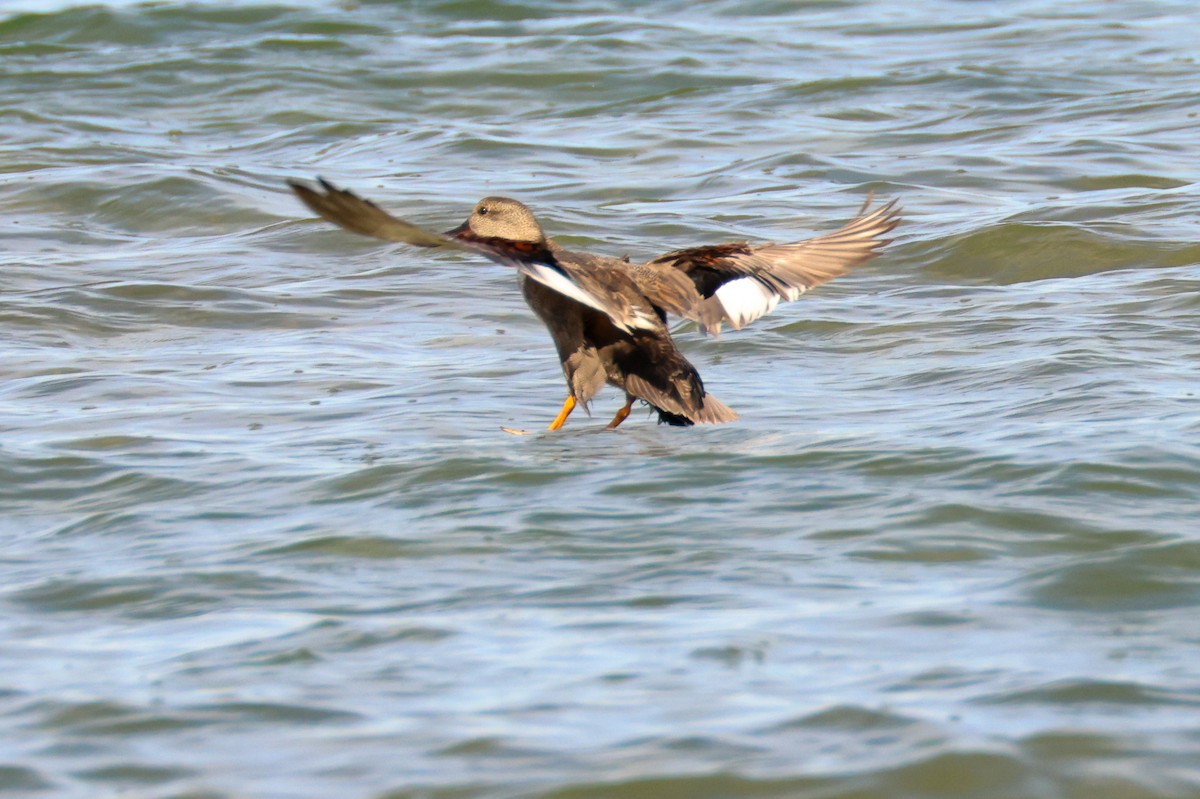 Gadwall - ML618657214