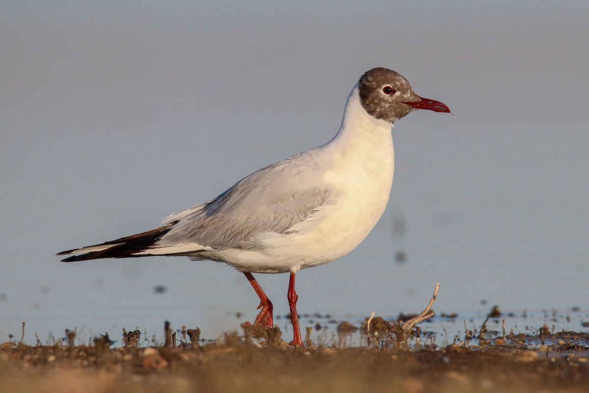 Black-headed Gull - ML618657221