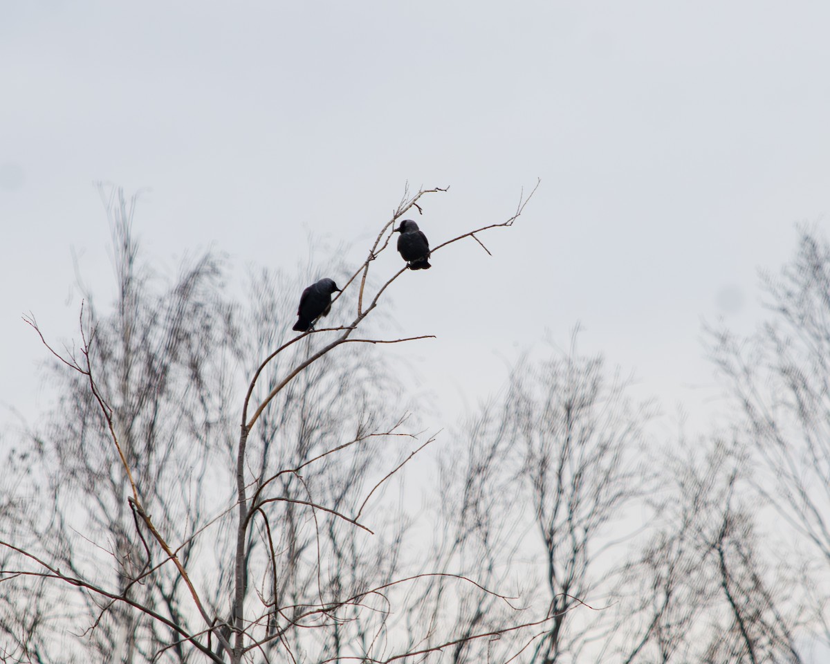 Eurasian Jackdaw - ML618657228