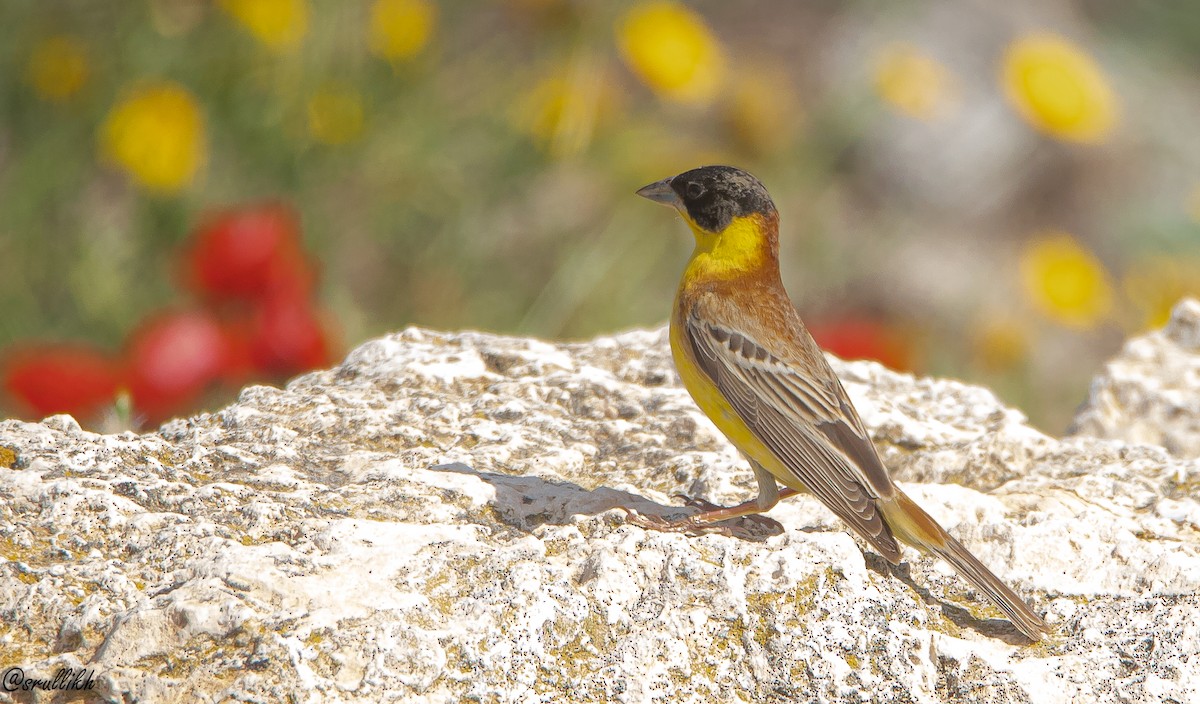 Black-headed Bunting - ML618657240