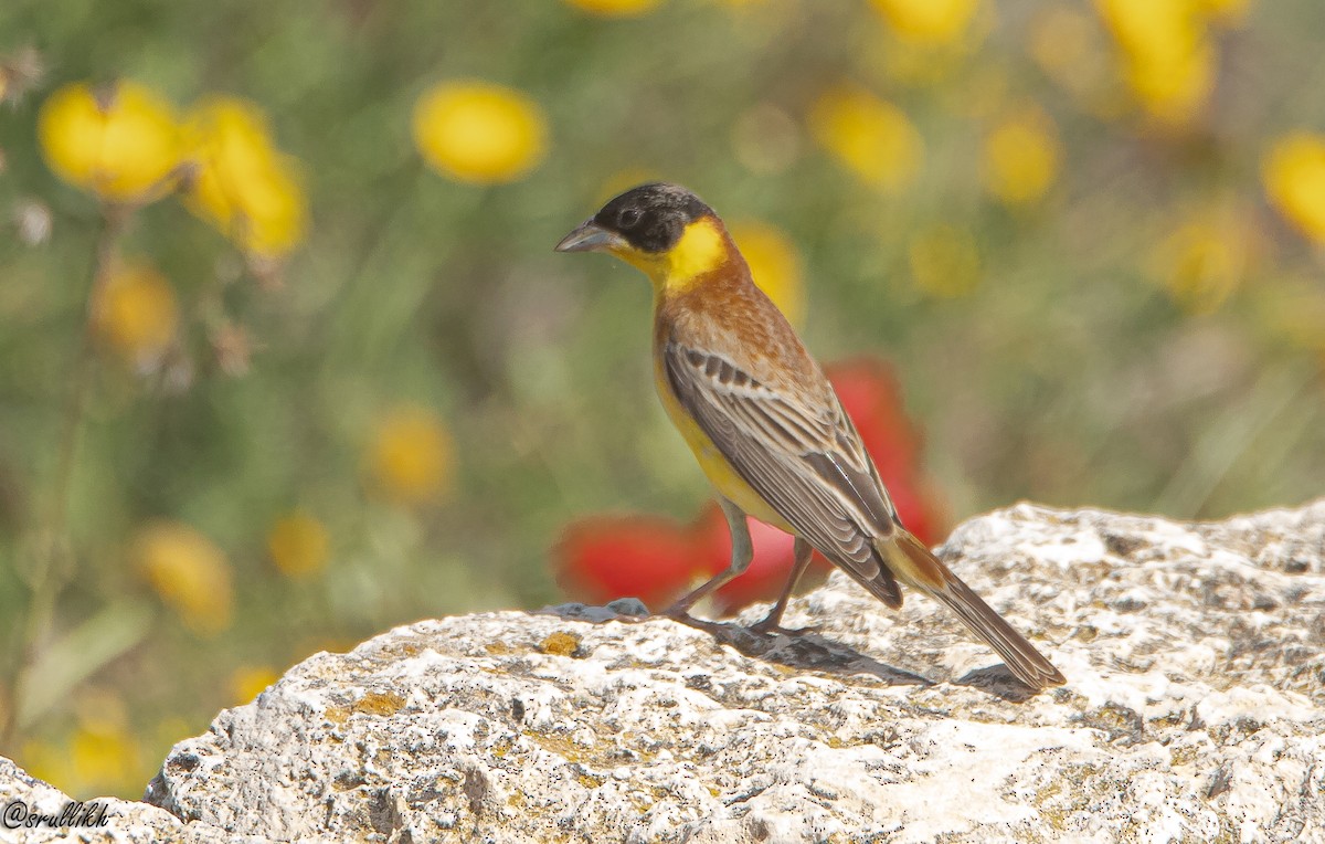 Black-headed Bunting - Israel  Hintayev