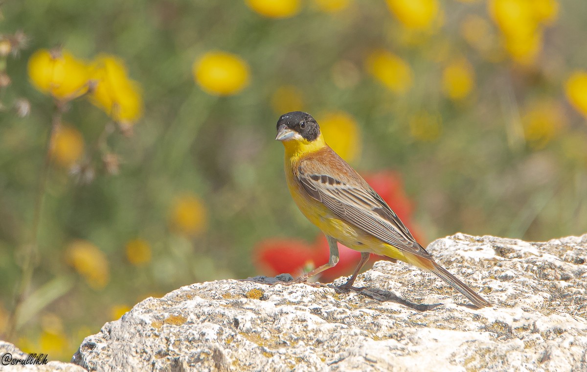 Black-headed Bunting - ML618657242