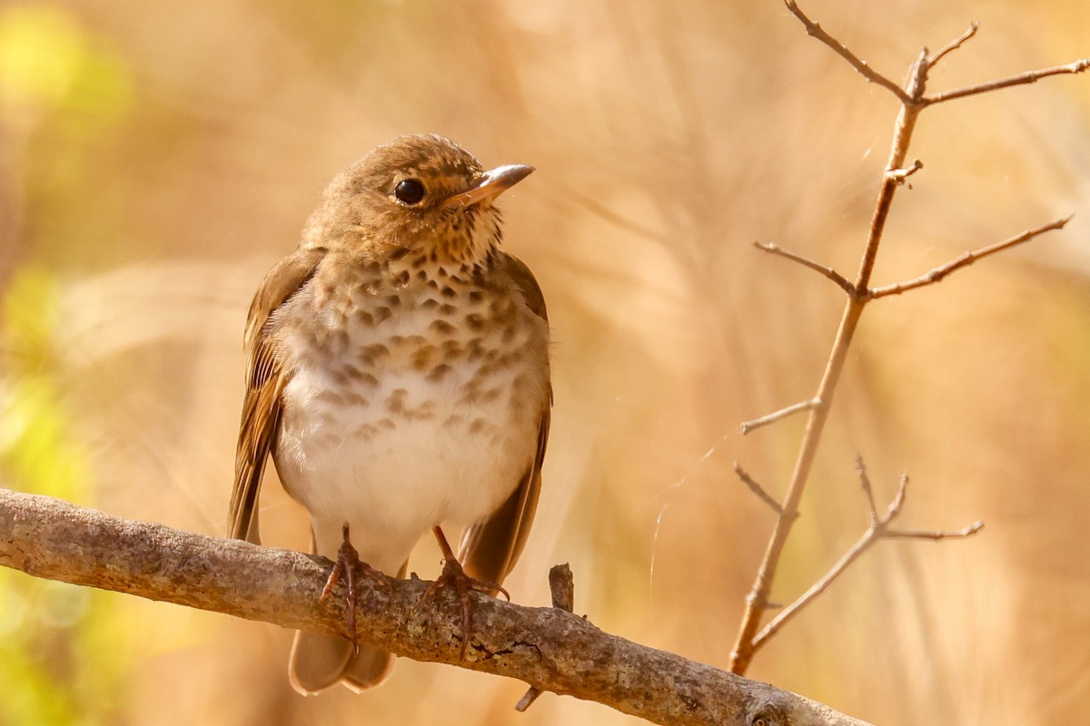 Swainson's Thrush - ML618657255